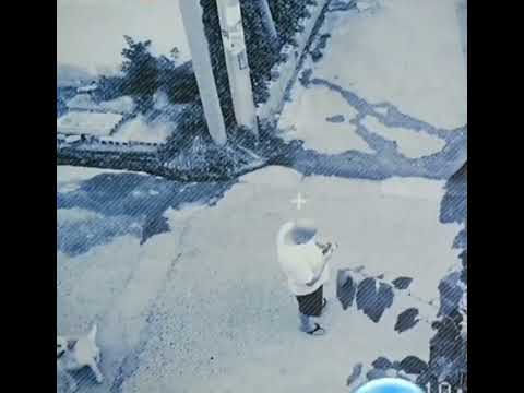 The only one who deserves an Oscar is the dog! ❤️ #dog #shorts #oscar #life