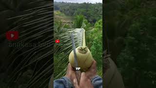 Download lagu Disambar Petir? Ini Kenapa Pohon Kelapa Jadi Target!#faktamengejutkan #petir #shortsviral mp3
