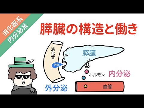 血糖調節について詳しく解説