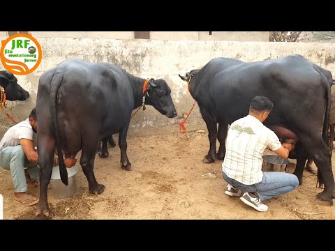 👍Full Milking of 5 Star - Murrah Buffaloes @Jind👍(Ram Niwas Ji 94668-37502).👍