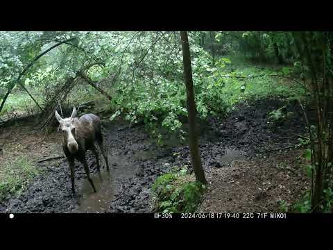 Klempa łosia w burzy