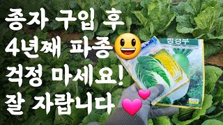 배추, 무 종자 구입 후 4년째 파종했지만 잘 자랍니다 / 비싼 종자, 오랫동안 활용하는 방법
