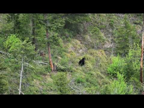 Dead On 20 - Montana Bear Hunting