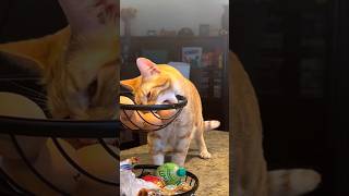 #cat #cute #catvideo #cutecat #funnyvideo #pets