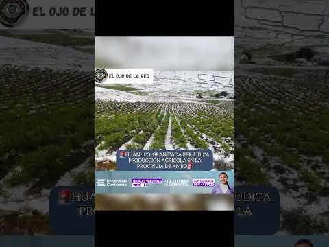 🚨HUÁNUCO: GRANIZADA PERJUDICA PRODUCCIÓN AGRÍCOLA EN LA PROVINCIA DE AMBO🚨