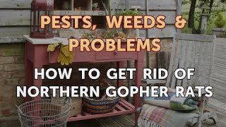 How to Get Rid of Northern Gopher Rats