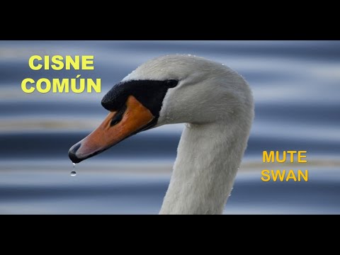 CISNE COMÚN | MUTE SWAN | Cygnus olor