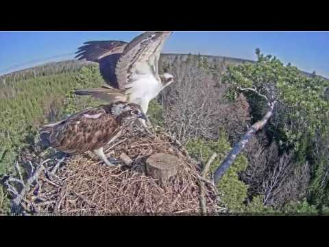 Latvian Osprey Nest 3 4 2017 Mating 2
