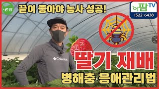 딸기 재배, 방심은 금물! 병해충 응애 관리법