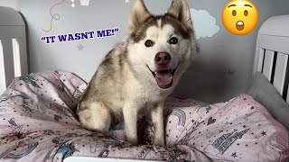 Giant Husky Puppy RUINS Babies Bedroom!😮. I cannot believe my eyes!