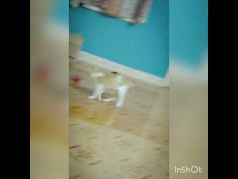 genie (the cat) playing with her toys