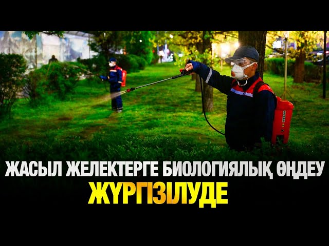 Алматы ағаштарын қорғаудың тың тәсілі