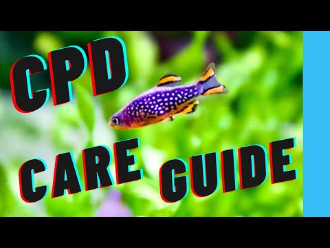 CELESTIAL PEARL DANIO Care Guide | Caring for Celestial Pearl Danio