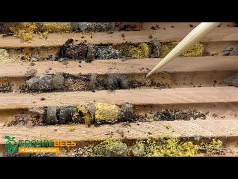 What to do if you find Chalkbrood in Wood Trays