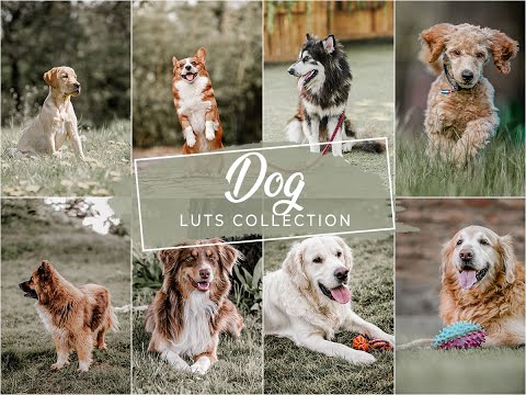 DOG VIDEO LUTS FOR FINAL CUT PRO, PREMIERE PRO AND DAVINCI RESOLVE