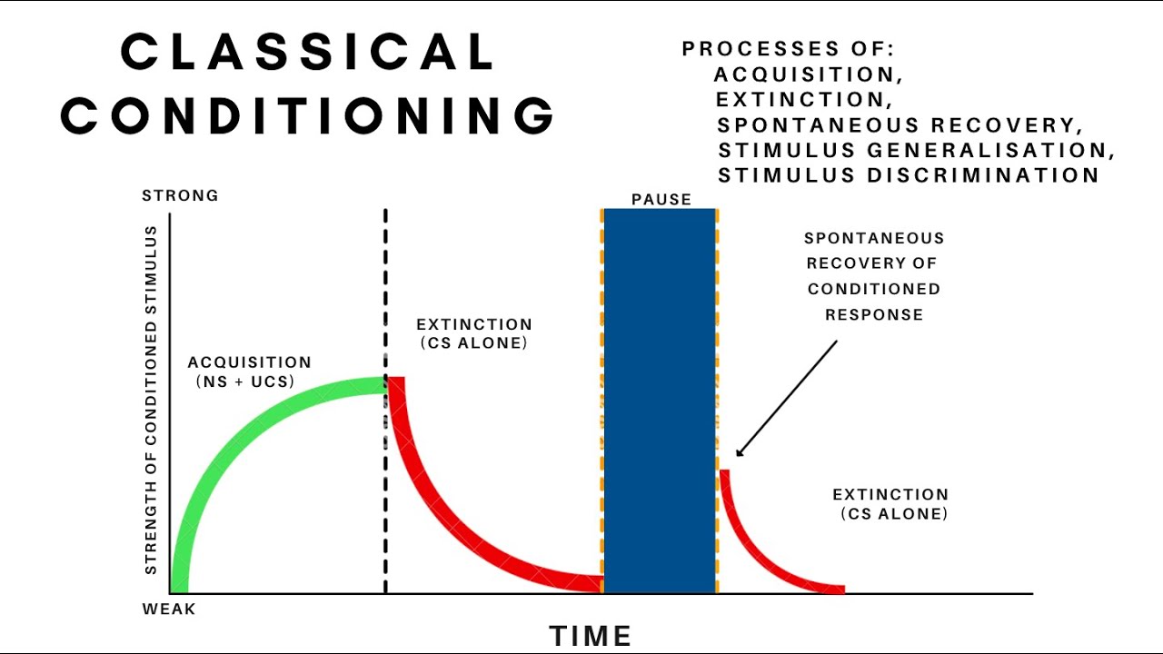 Classical Conditioning-Acquisition, Extinction,Spontaneous Recovery, Generalisation & Discrimination