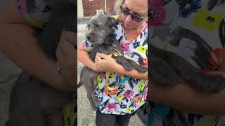 Video preview image #1 Mutt Puppy For Sale in Boca Raton, FL, USA