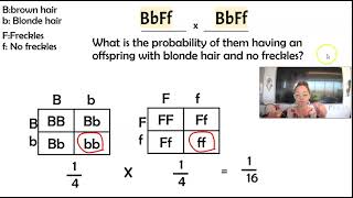 Dihybrid Crosses & The Rule of Multiplication