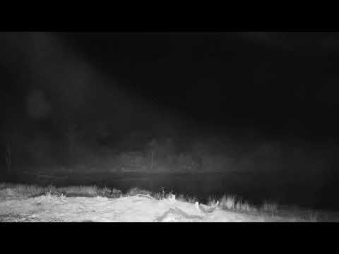 Djuma: Impala ram possible swam from other side of the dam? - 23:45 - 06/16/21