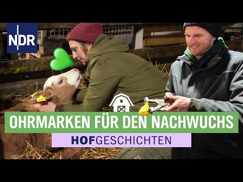 Kälber-Alarm auf Thudts Hof: das erste Mal Ohrmarken setzen | Hofgeschichten (369) | NDR