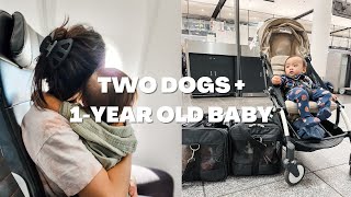HOW TO TRAVEL WITH TWO DOGS AS PET IN CABIN AND A 1 YEAR OLD BABY // Travel Tips