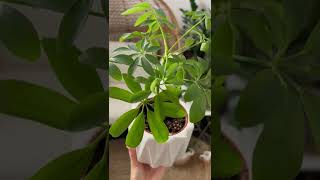 #shorts small houseplants ideas | small potted plants | easy indoor plants | umbrella plant