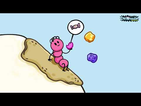 C’est quoi, une carie ? - Curionautes des sciences