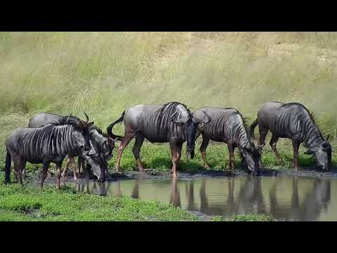 Djuma: Impalas and Wildebeests - 14:55 - 03/18/19