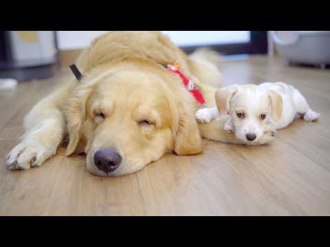 YouTube 썸네일