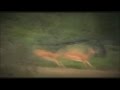 Cheetah RUN The King Of Speed