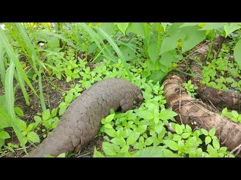 重獲自由的穿山甲四處探索環境