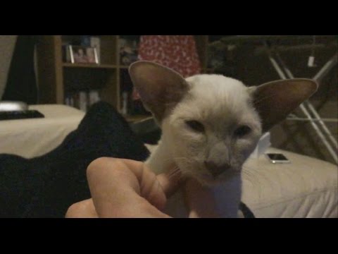 Tesla the Cat:- Flapping her big ears about!