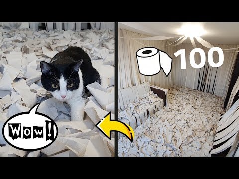 We Made a Room of Toilet Paper. The Cat Has Gone Mad!