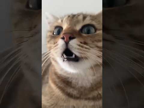Cut #song #cat #shorts #shorts #shortsvideo #viralvideo #trending #reels #cat  #funny @tseries