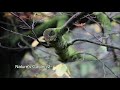 Nature's Garden 2