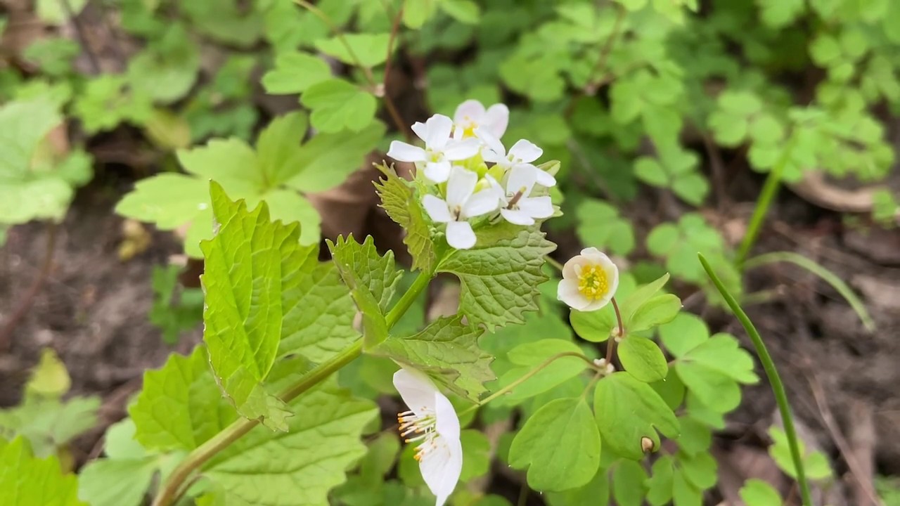 Identifying Garlic Mustard