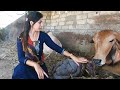 First Time Cow Milking First Delivery Village Life Vlog