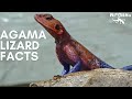 Fascinating Agama Lizard Facts