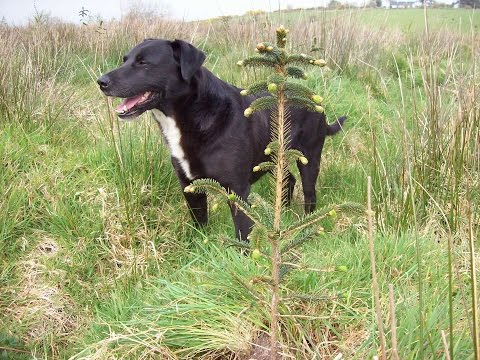 Rainbow, a song about my dog - Marmalade