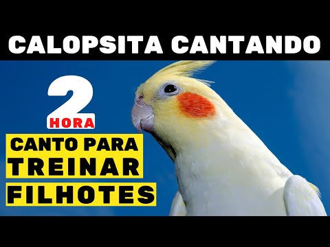 Canto Original De Calopsitas 2 horas de CANTO Para Treinar Calopsitas Filhotes [TESTADO]