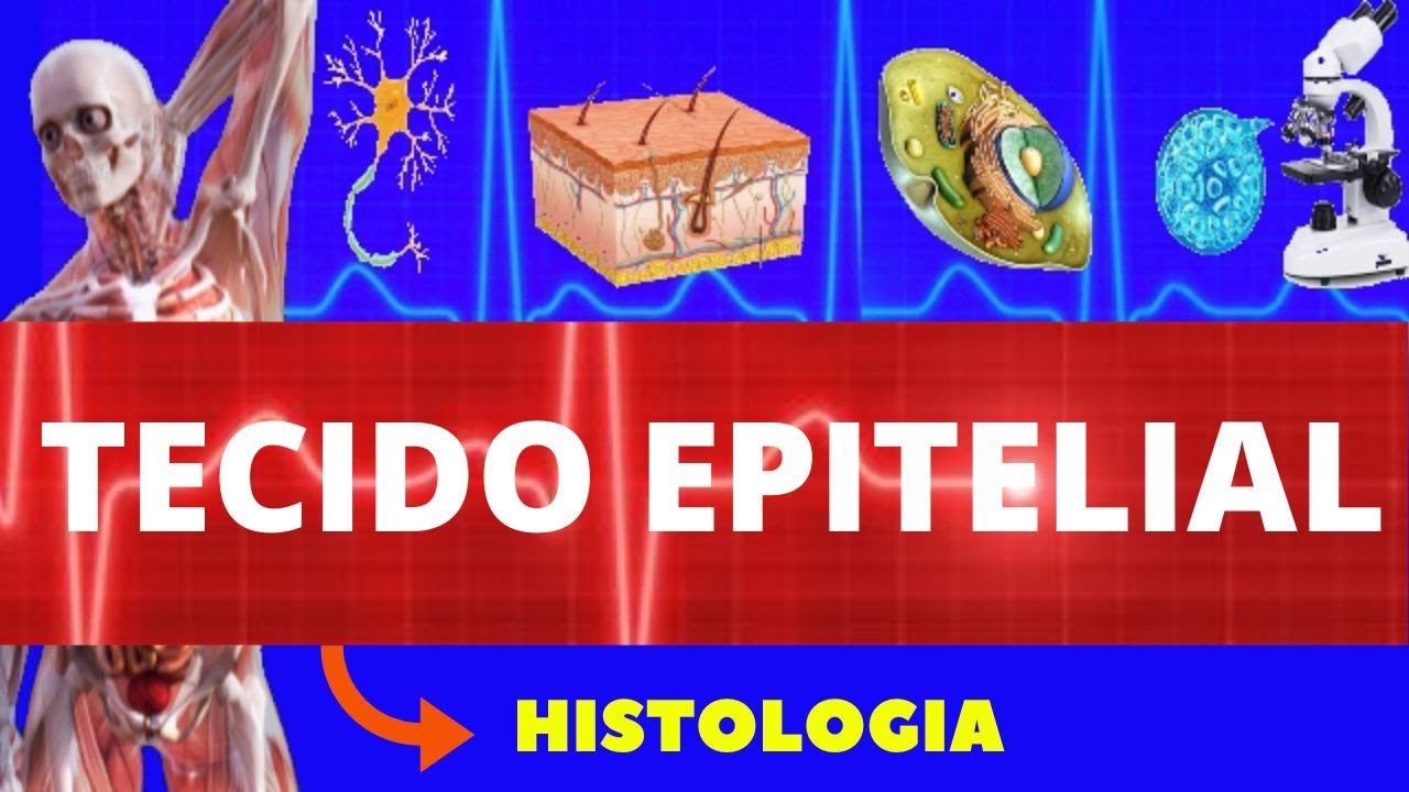 TECIDO EPITELIAL - HISTOLOGIA (ENSINO SUPERIOR) - TECIDO EPITELIAL DE REVESTIMENTO