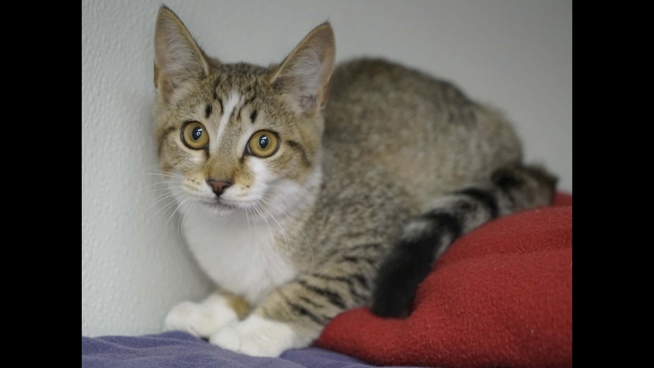 Enlarge Diamond, a Adoptable mixed breed in Republic, WA video 6/6