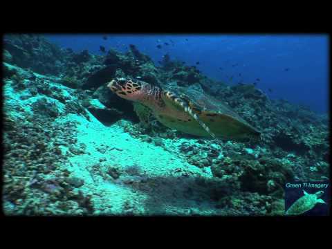 Scuba Diving at Apo Reef, The Philippines hd 2011