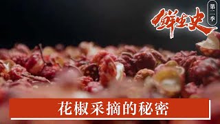 【采摘花椒也是技术活】顶尖高手日获15斤，油囊完整是美味之源，且吃且珍惜～ #纪录片鲜生史 | 微观中国