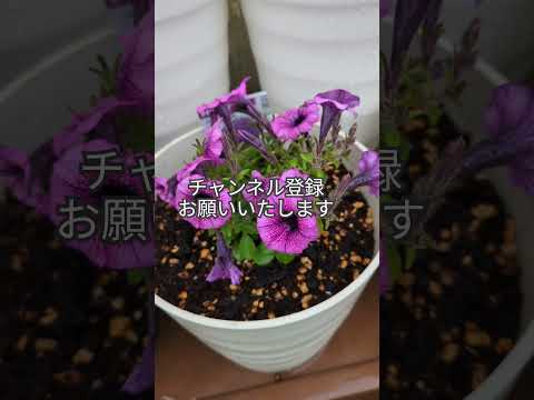  6か月の開花を得るには、いつペチュニアを播種すればよいでしょうか？  庭園