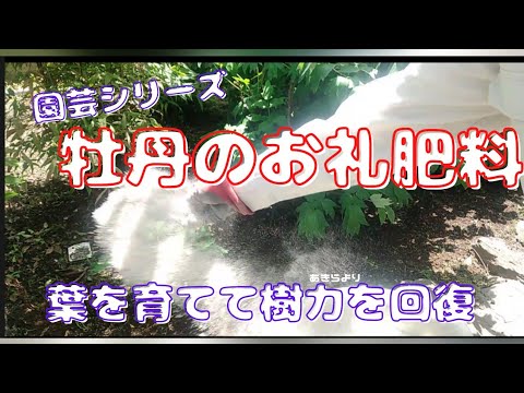 牡丹を鉢に植えて開花させるにはどうすればよいですか？  庭園
