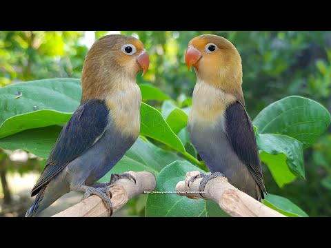 Lovebird Chirping Sounds - Parblue Violet Fischer & Parblue Blue Fischer