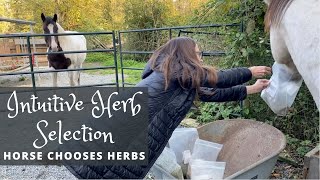 Let Your Horse Self-Select Their Herbs - Part 1