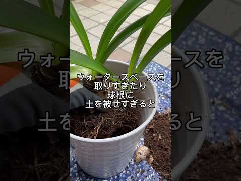 アマリリスは葉しか成長しません。この見事な植物を再び咲かせるにはどうすればよいでしょうか?  庭園