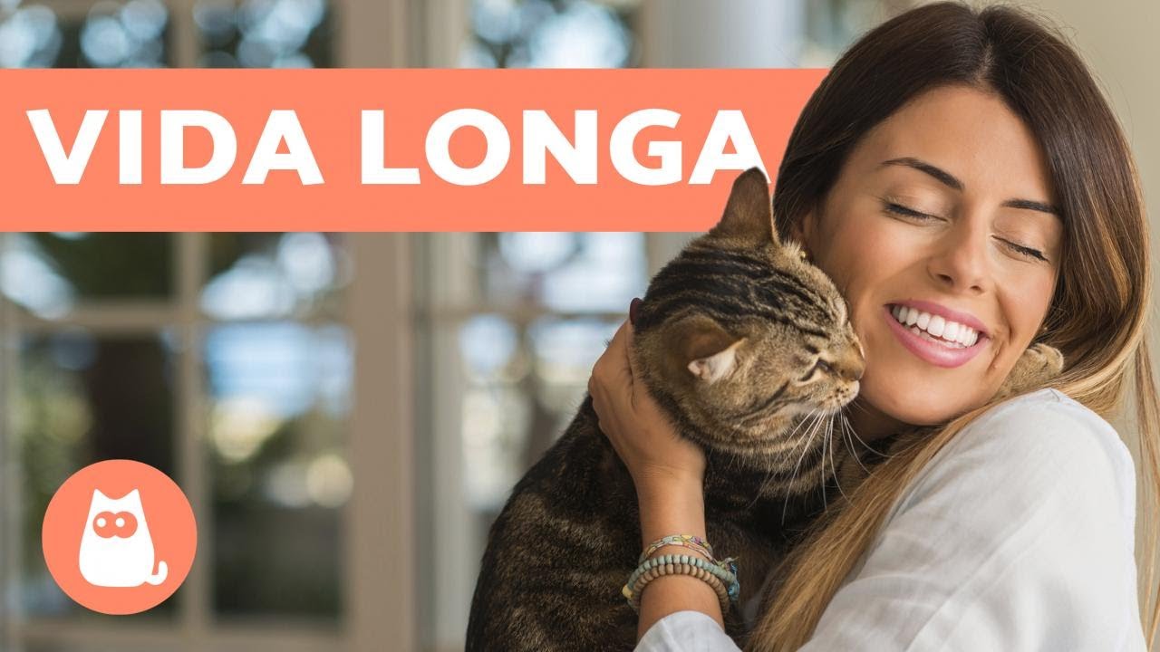 Como CUIDAR de um GATO para que ele VIVA MAIS 🐈